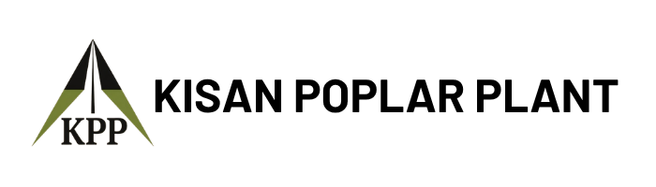 Kisan Poplar Plant